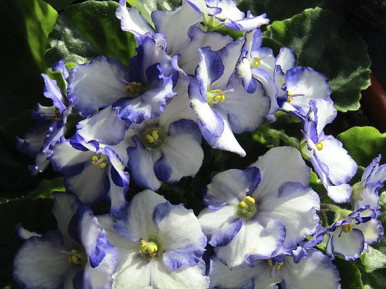 紫罗兰花朵摄影图片花卉