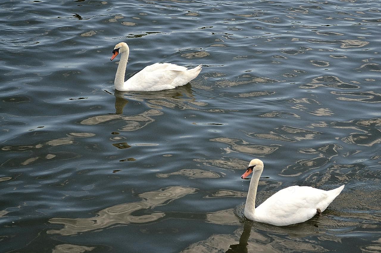 湖中两只白天鹅图片摄影高清