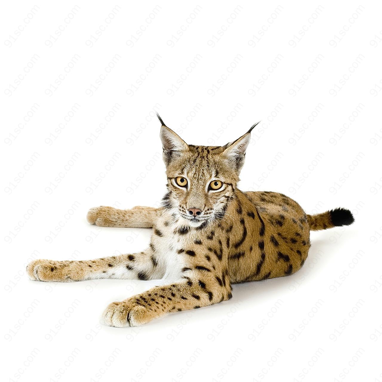 猞猁图片摄影