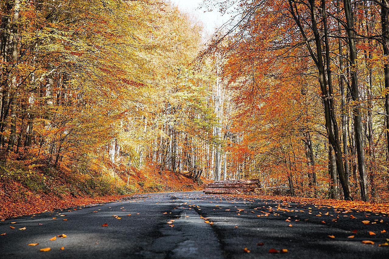 秋天树林图片自然风景高清摄影