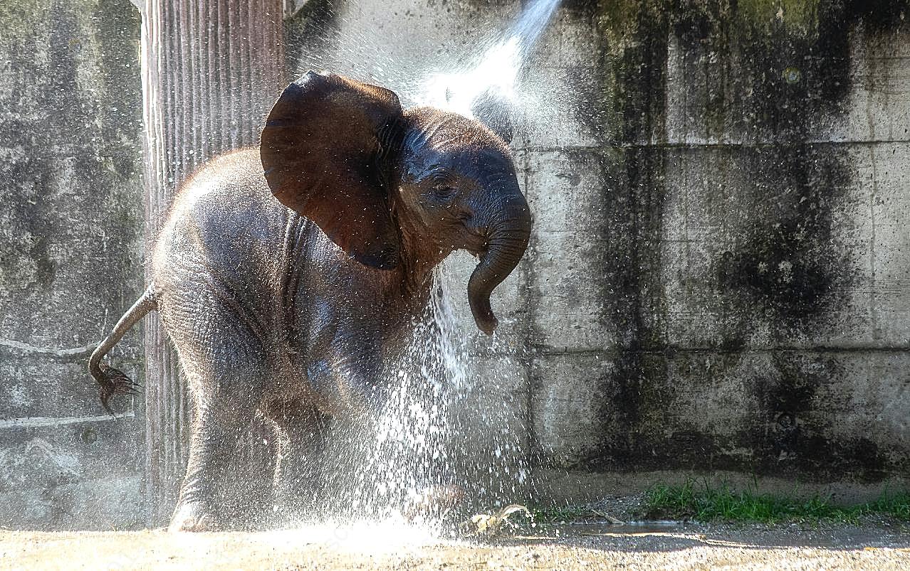 野生大象洗澡图片摄影