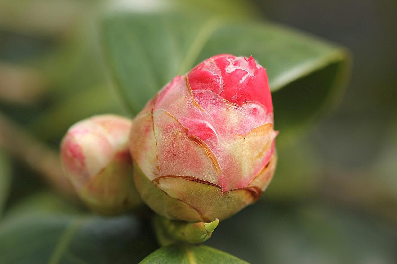 花蕾图片高清