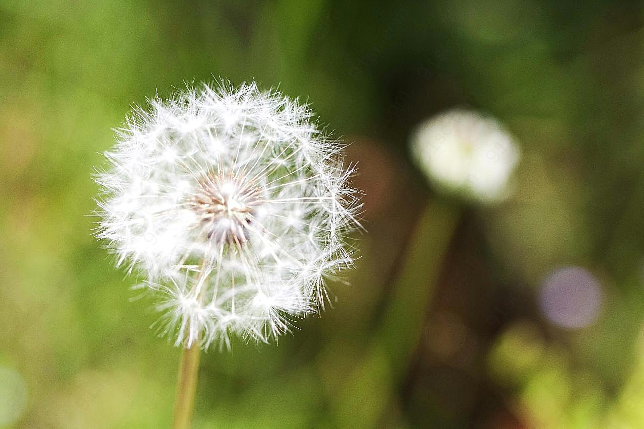 植物图片摄影高清