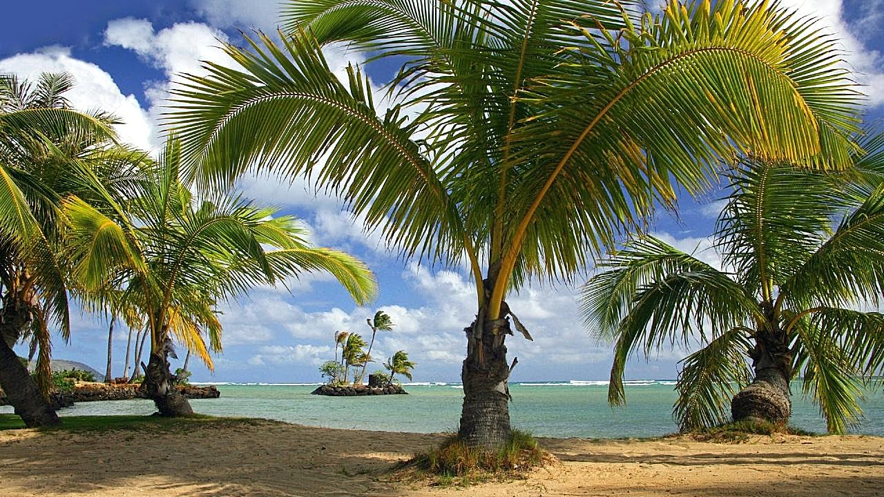 海边椰子树图片自然摄影
