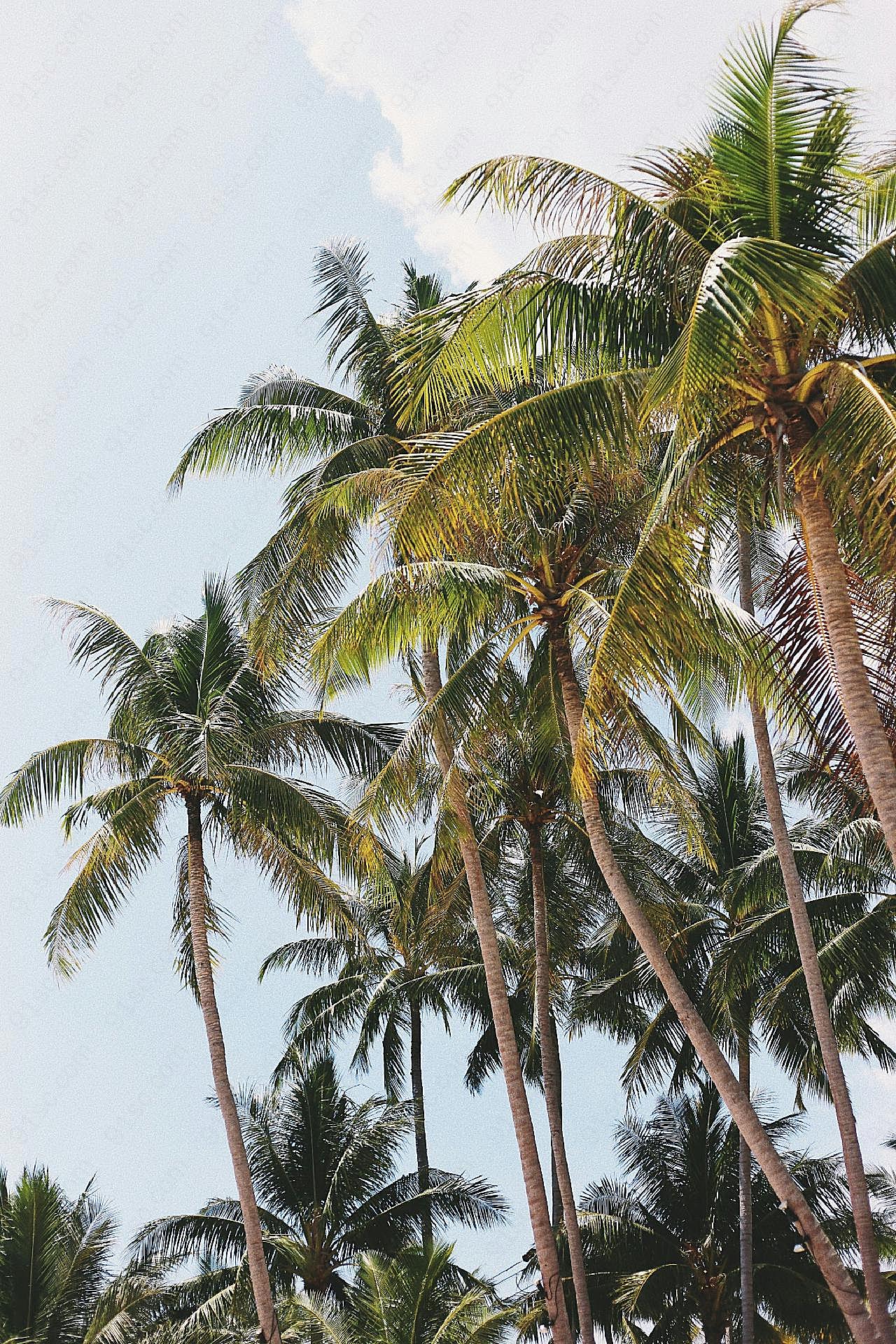 高大椰子树图片树林