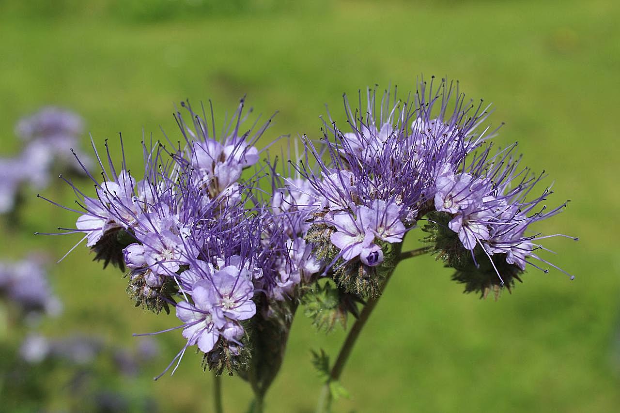 野风信子花朵图片花卉