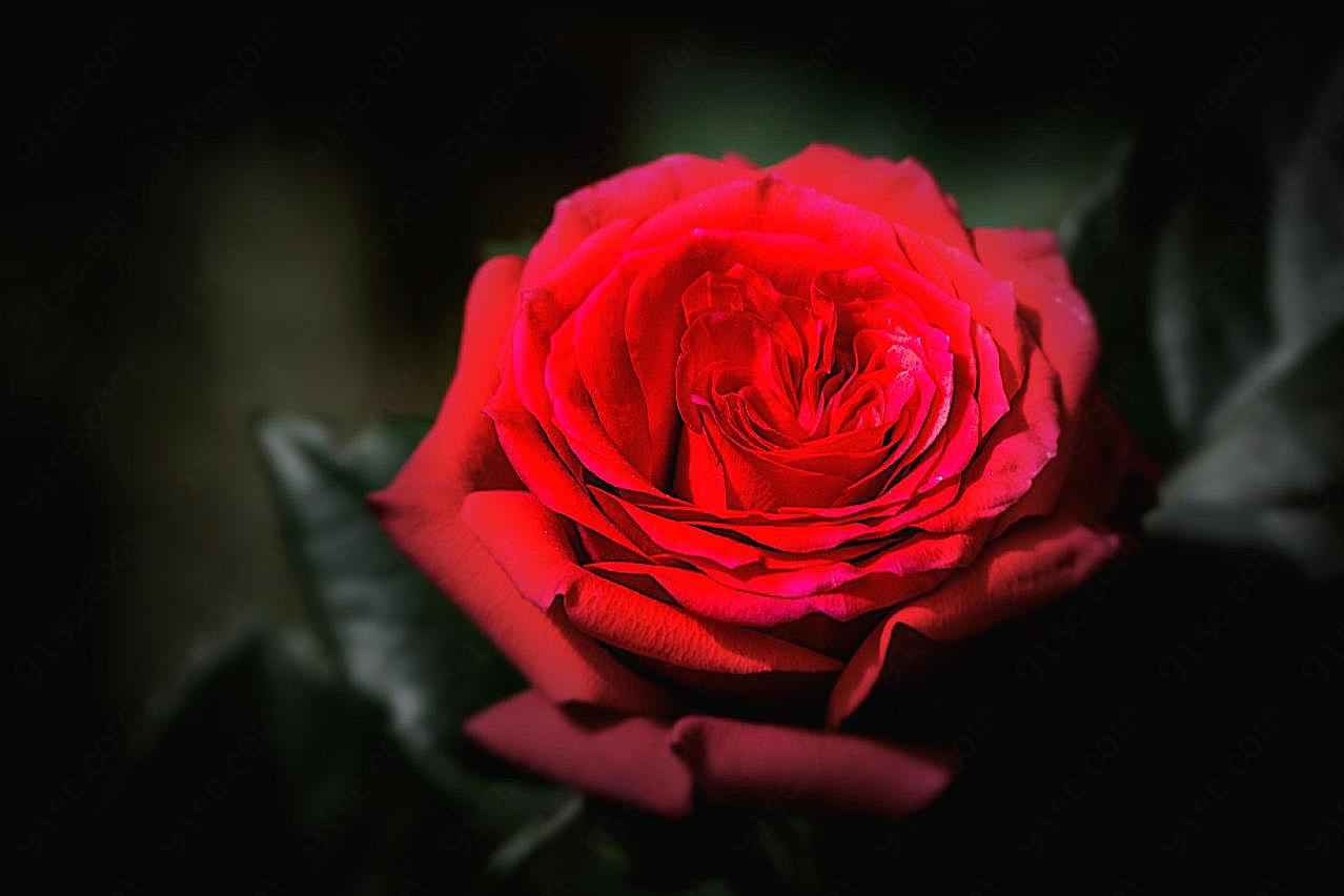 红近景特写图片玫瑰花