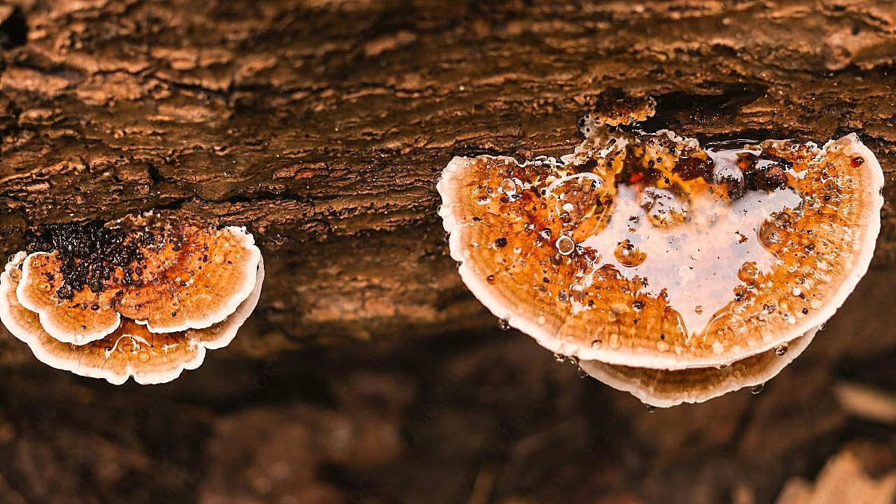 树图片蘑菇