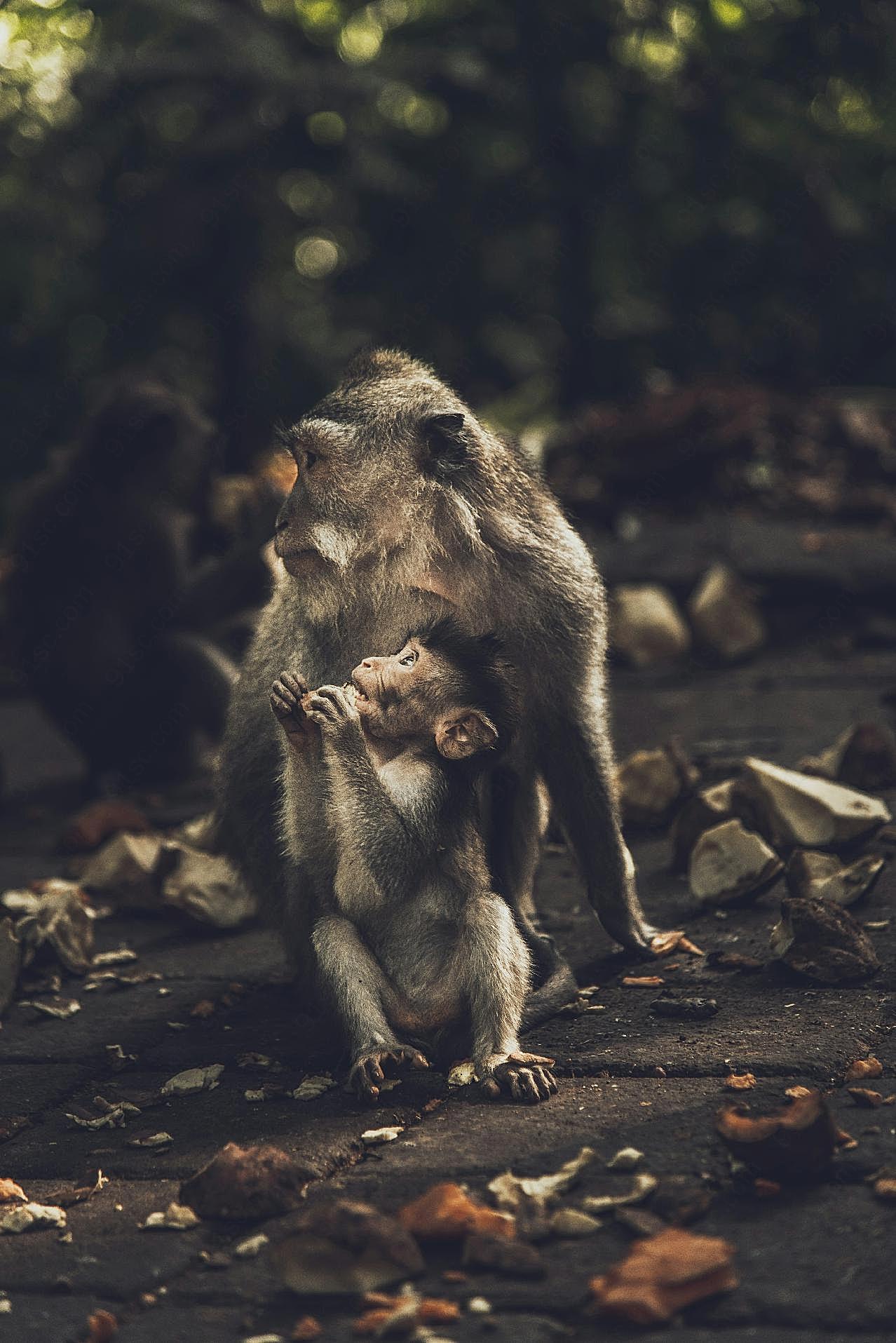 母猴带小猴图片摄影