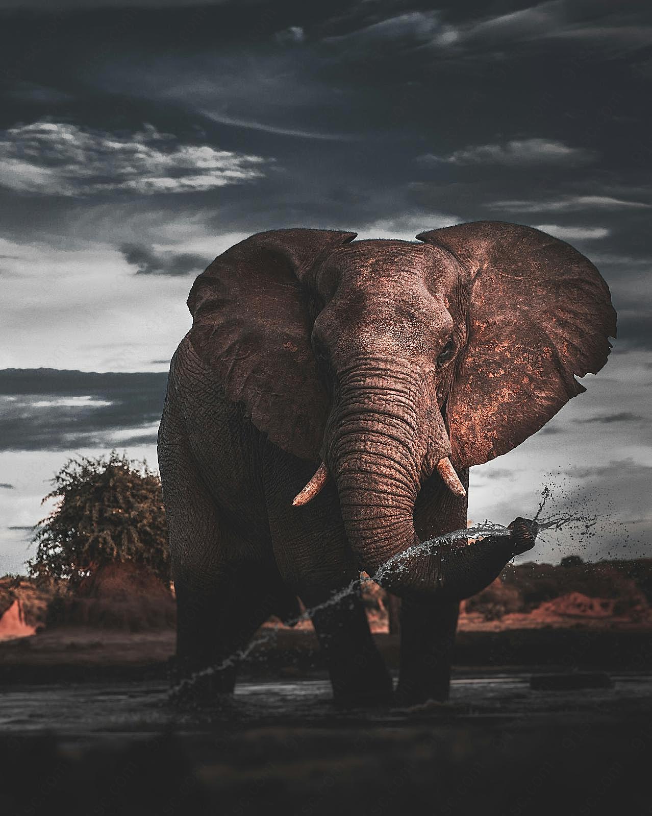 野生非洲大象戏水图片动物图片