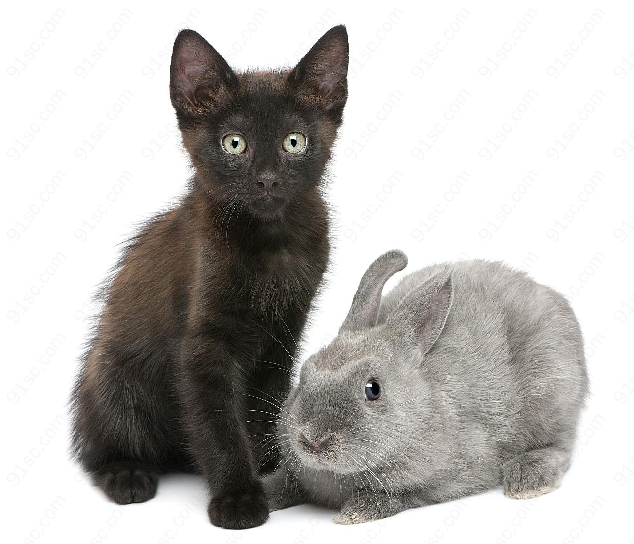 小猫和小兔图片下载摄影