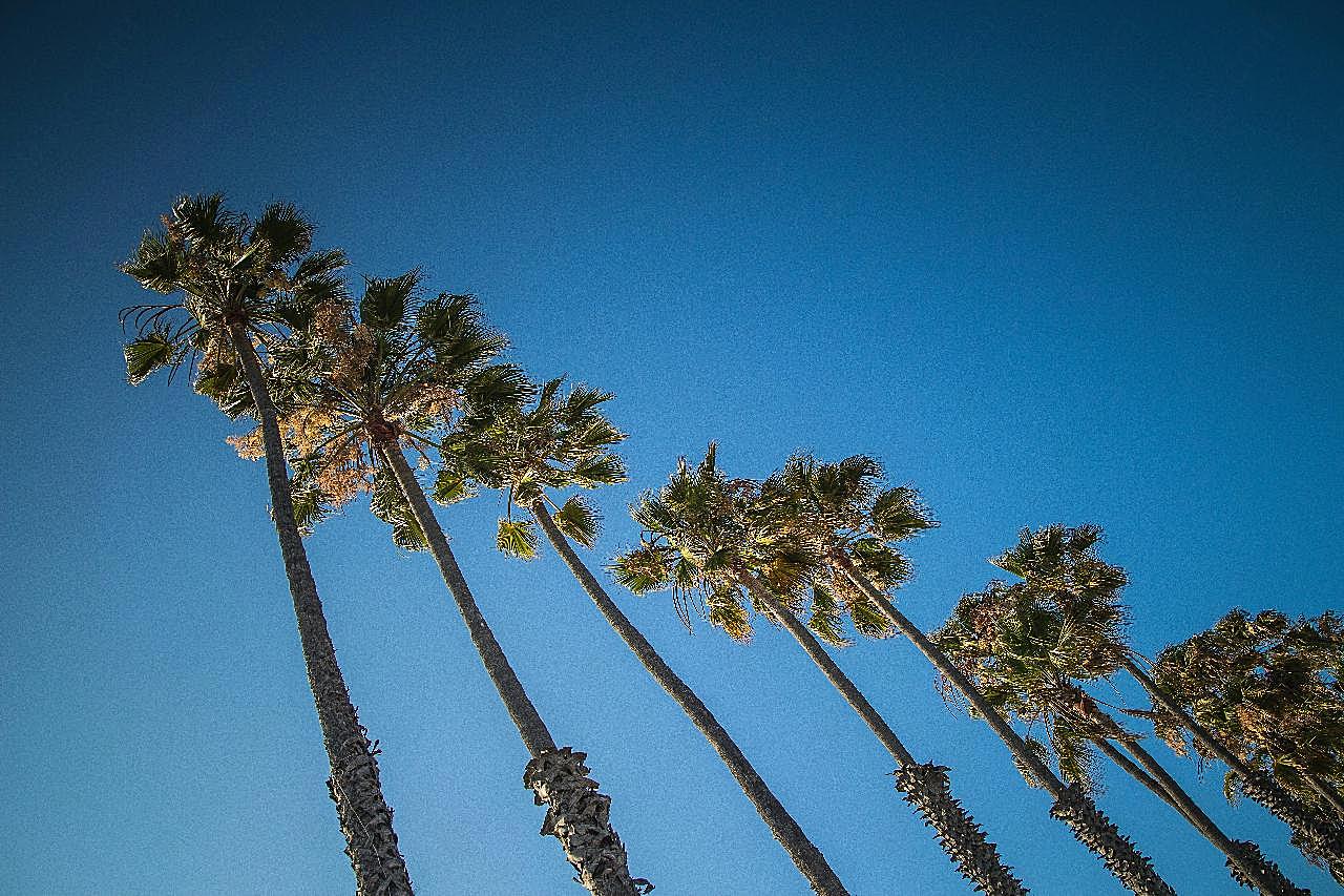 棕榈树风景图片摄影