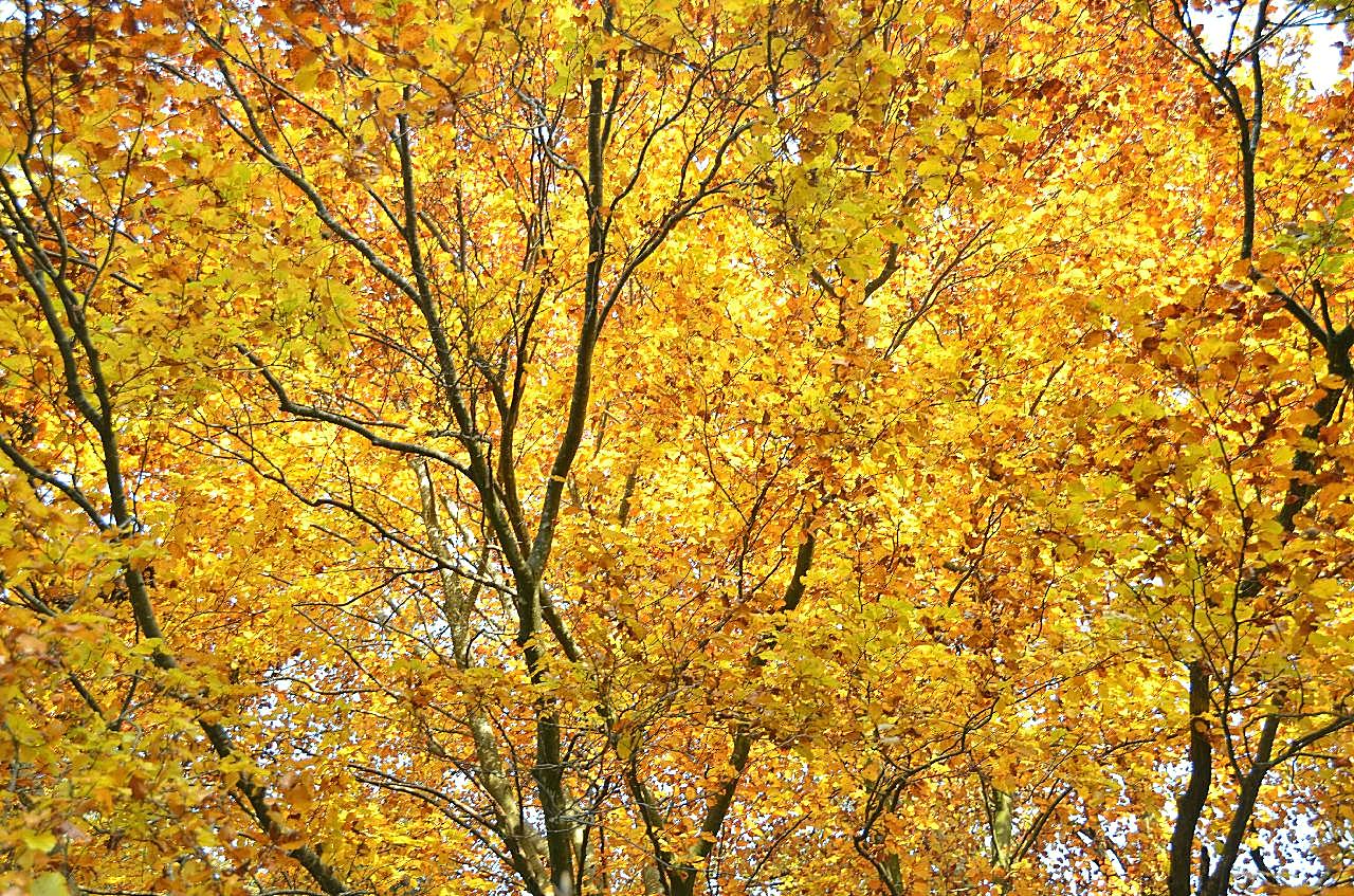 秋季金黄图片摄影