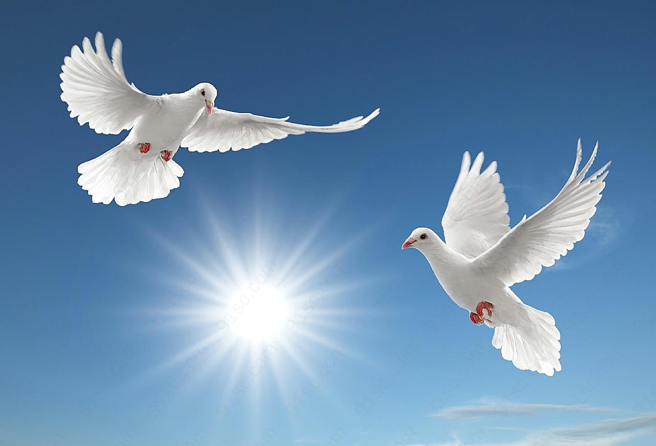 高清和平鸽子图片下载飞禽世界