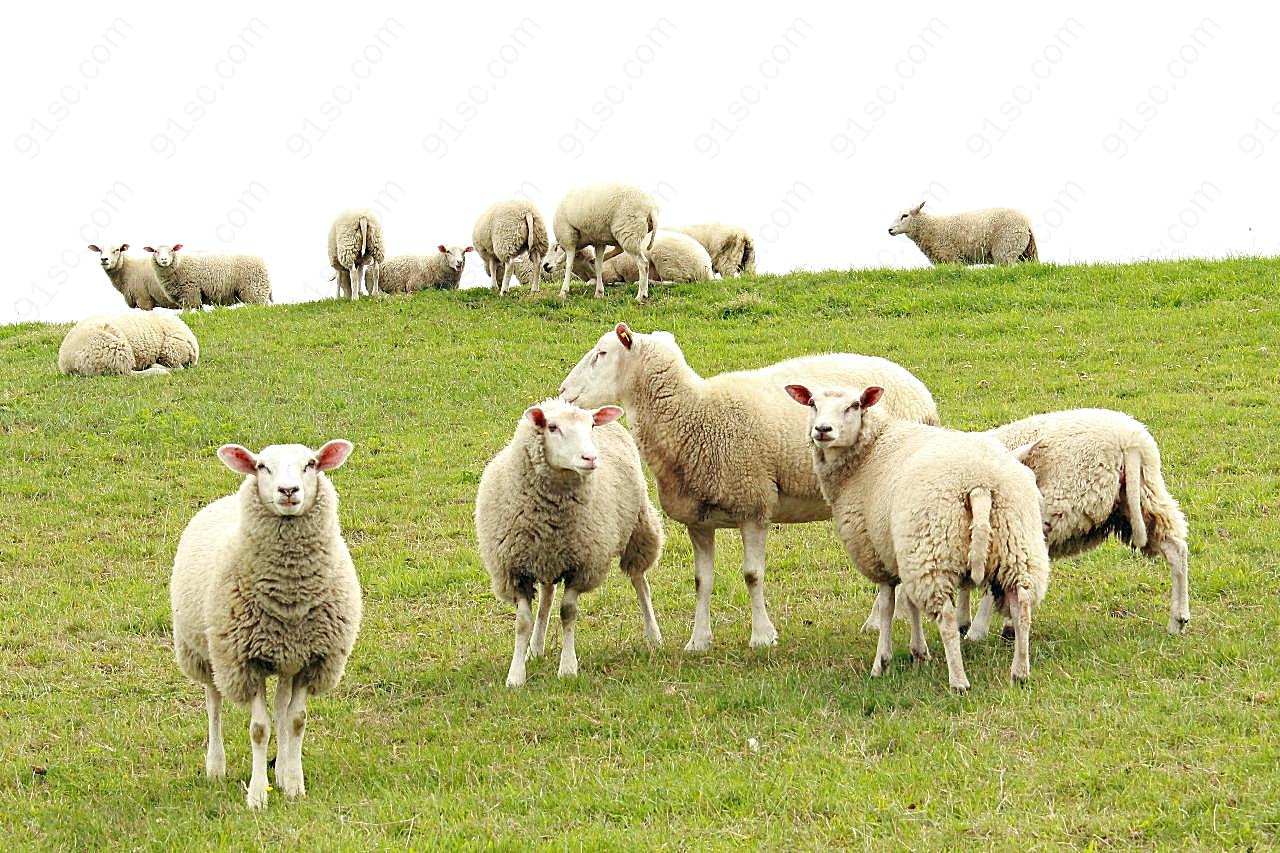 绵羊羊群放牧图片动物图片