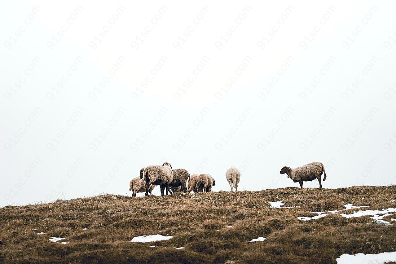 山坡上的绵羊图片摄影