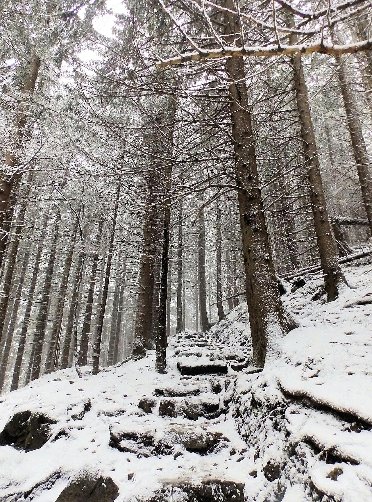 冬天树木摄影图树林