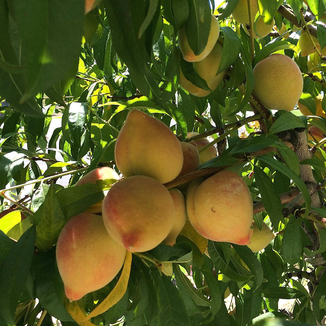 树上新鲜桃子图片摄影