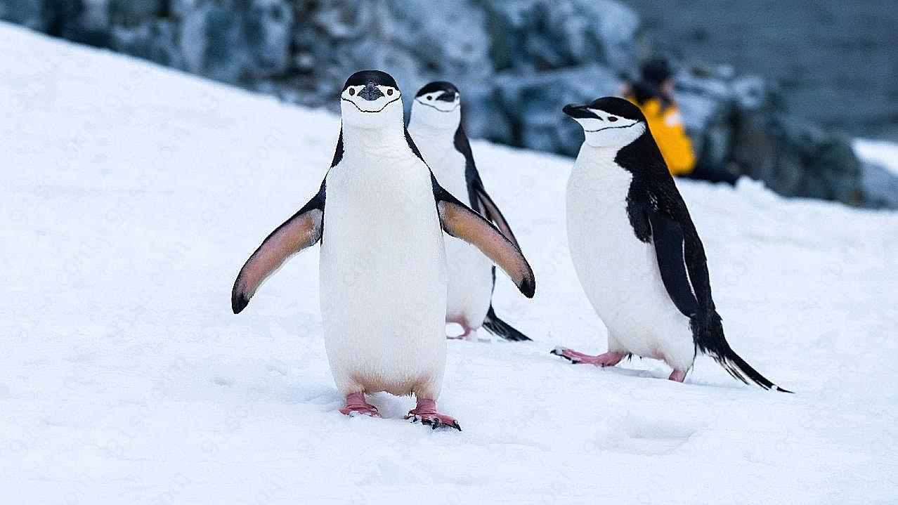 可爱南极企鹅图片摄影