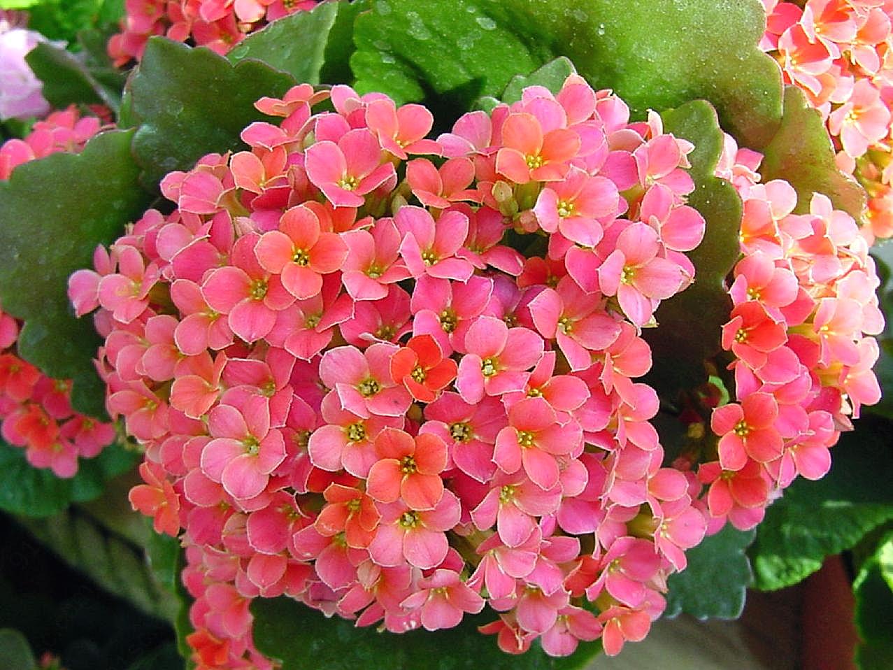 长寿花图片大全花卉