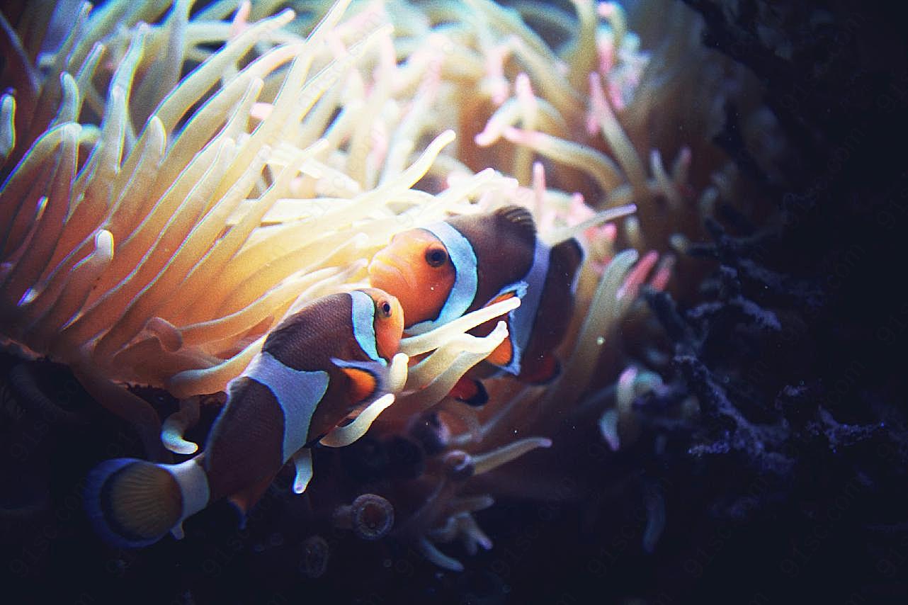 珊瑚丛小丑图片鱼