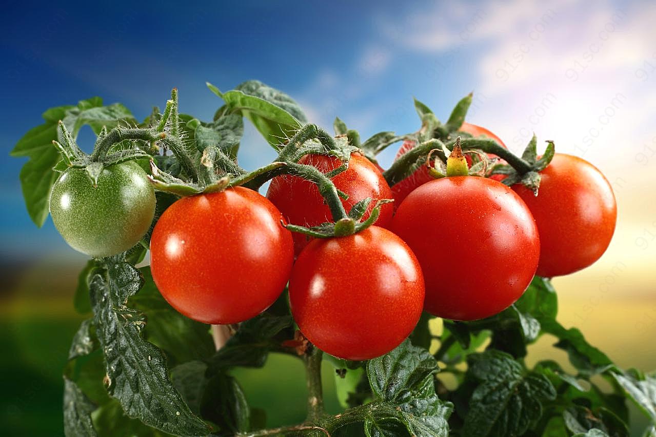 西红柿高清图片摄影生物