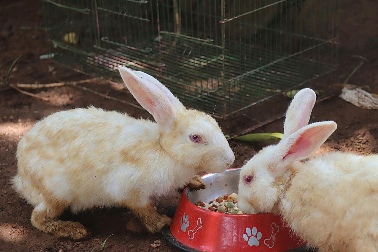 小白兔喂养图片兔子