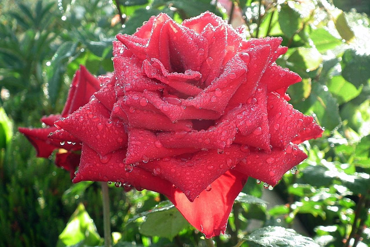 雨后红玫瑰摄影图片高清