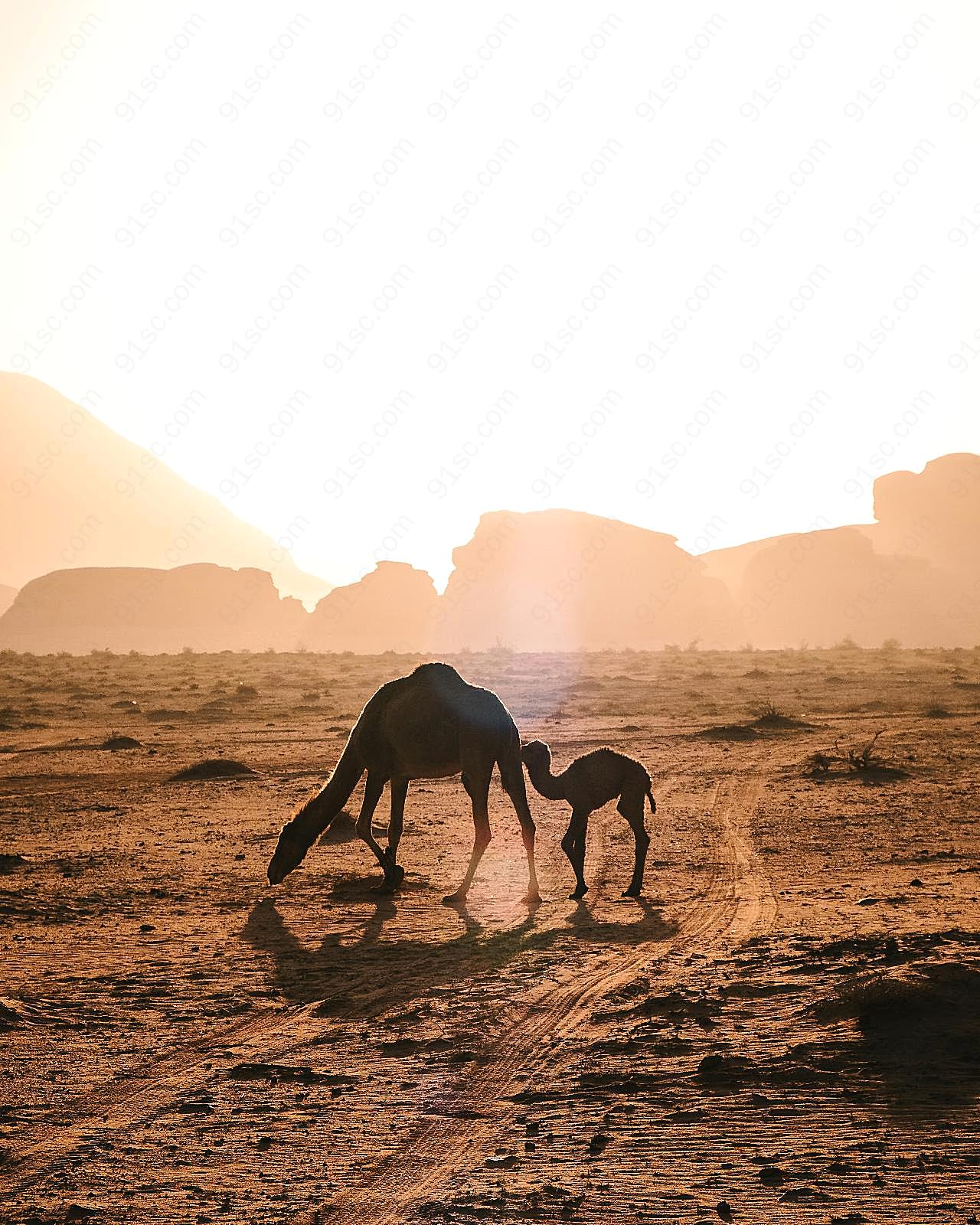 骆驼母子剪影图片摄影