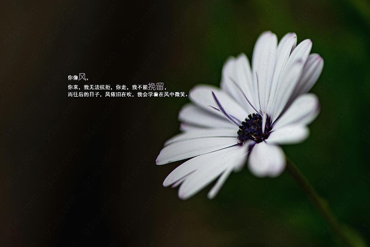 非主流唯美伤感带字图片摄影高清