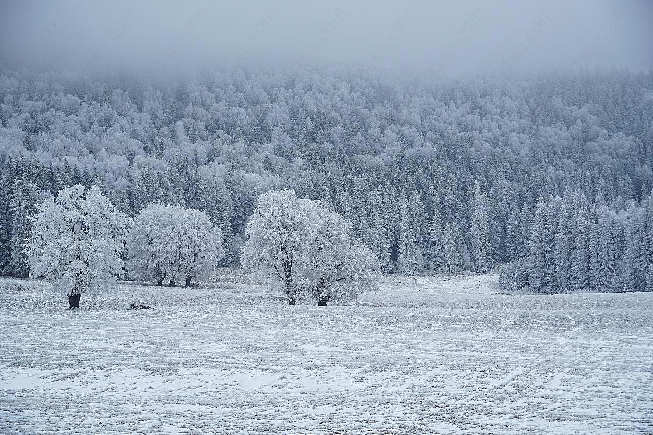 森林白雪积雪图片景观
