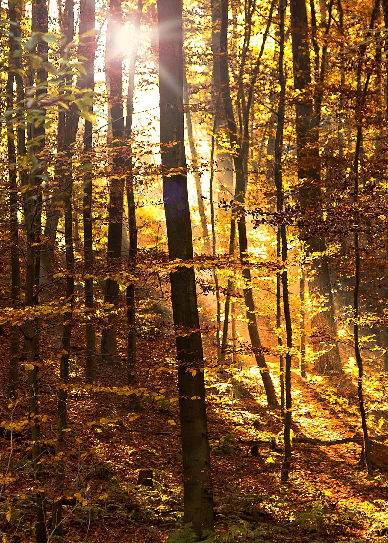 秋天逆光森林图片高清自然