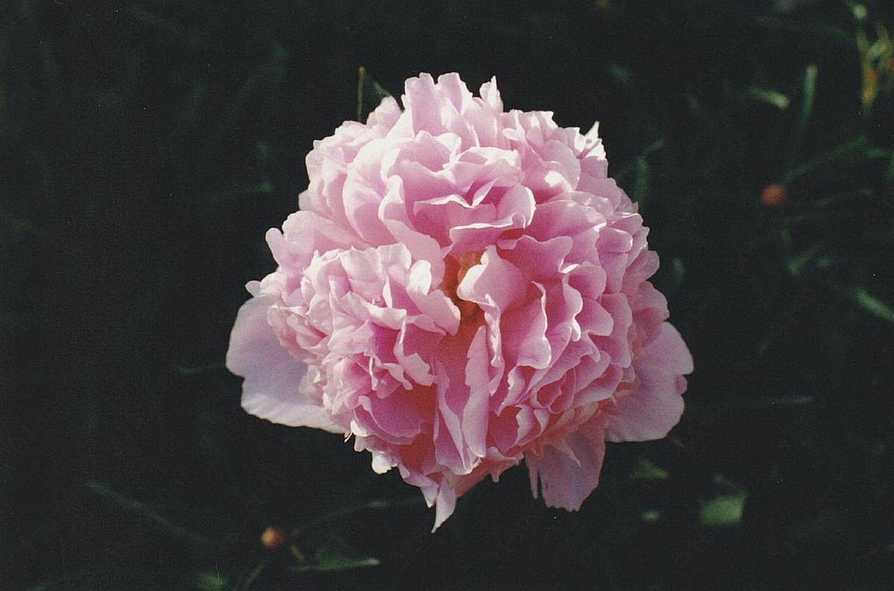 粉红牡丹近距离摄影图片牡丹花