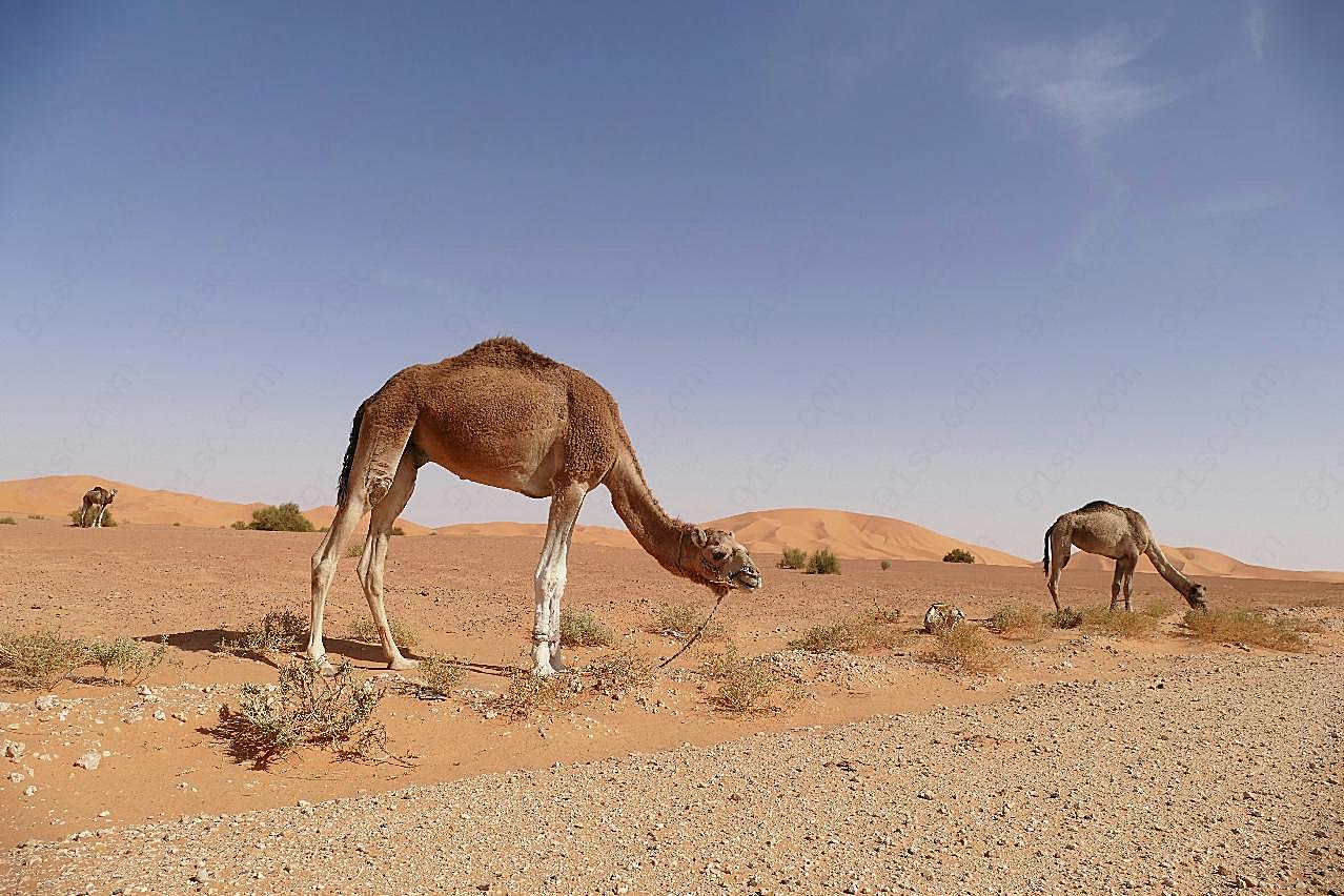 沙漠瘦小骆驼图片高清