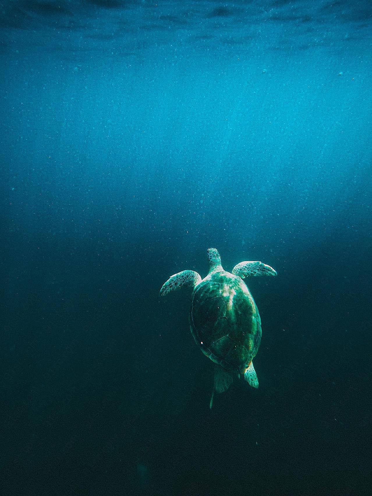 深海大海龟图片摄影高清