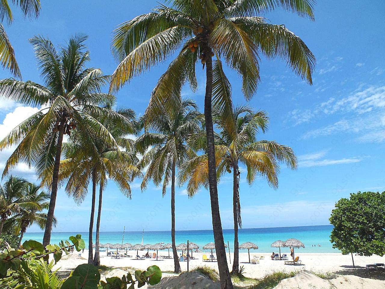 沙滩棕榈树图片自然高清