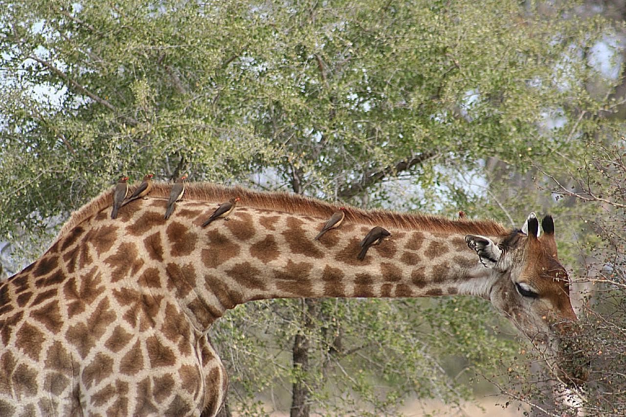 长颈鹿吃树叶图片摄影