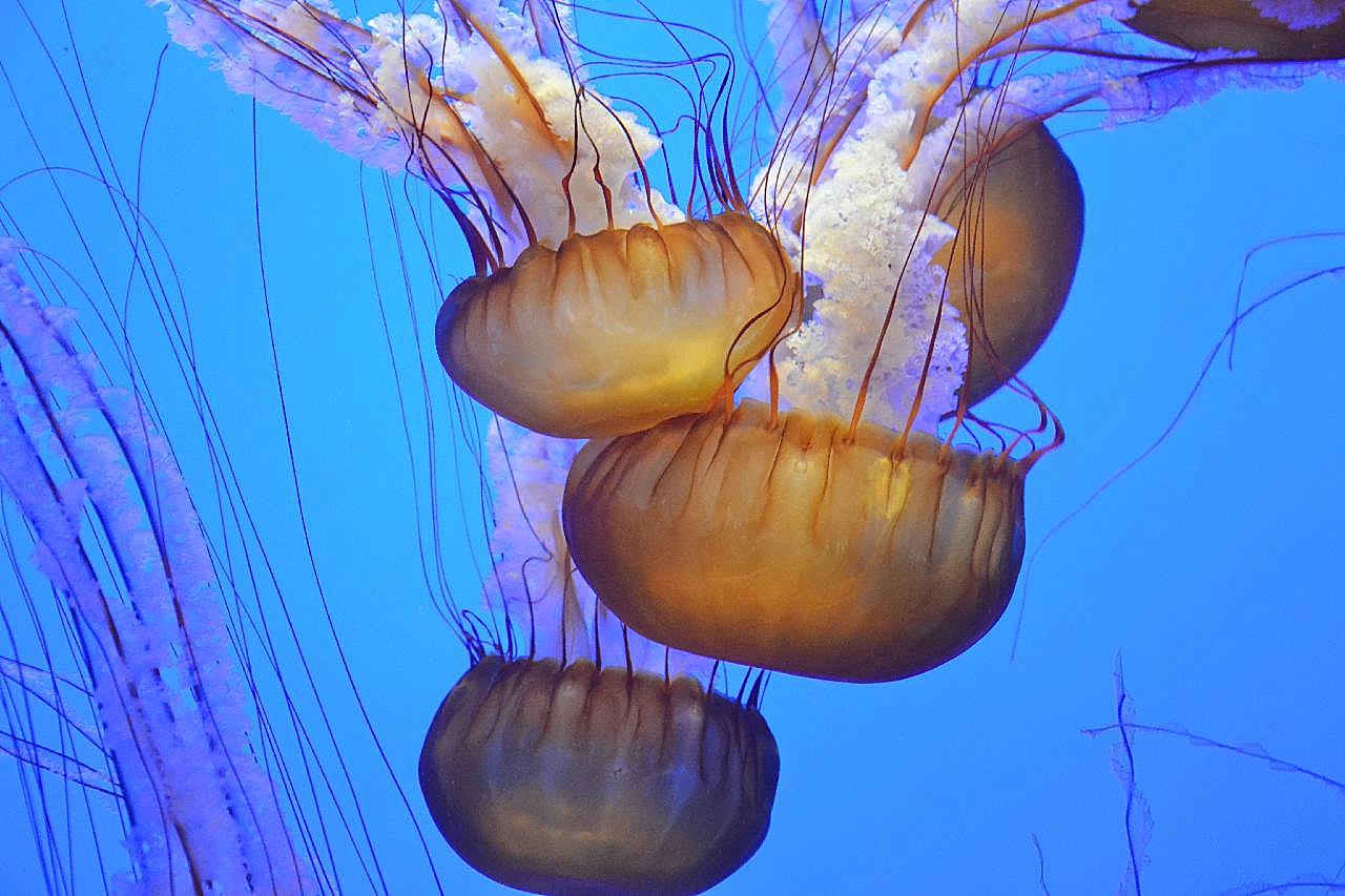 水母和海蜇的图片海洋生物