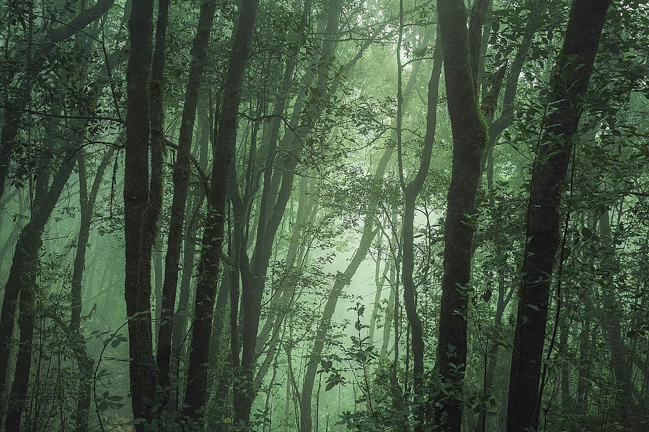 雾气森林唯美意境图片高清摄影
