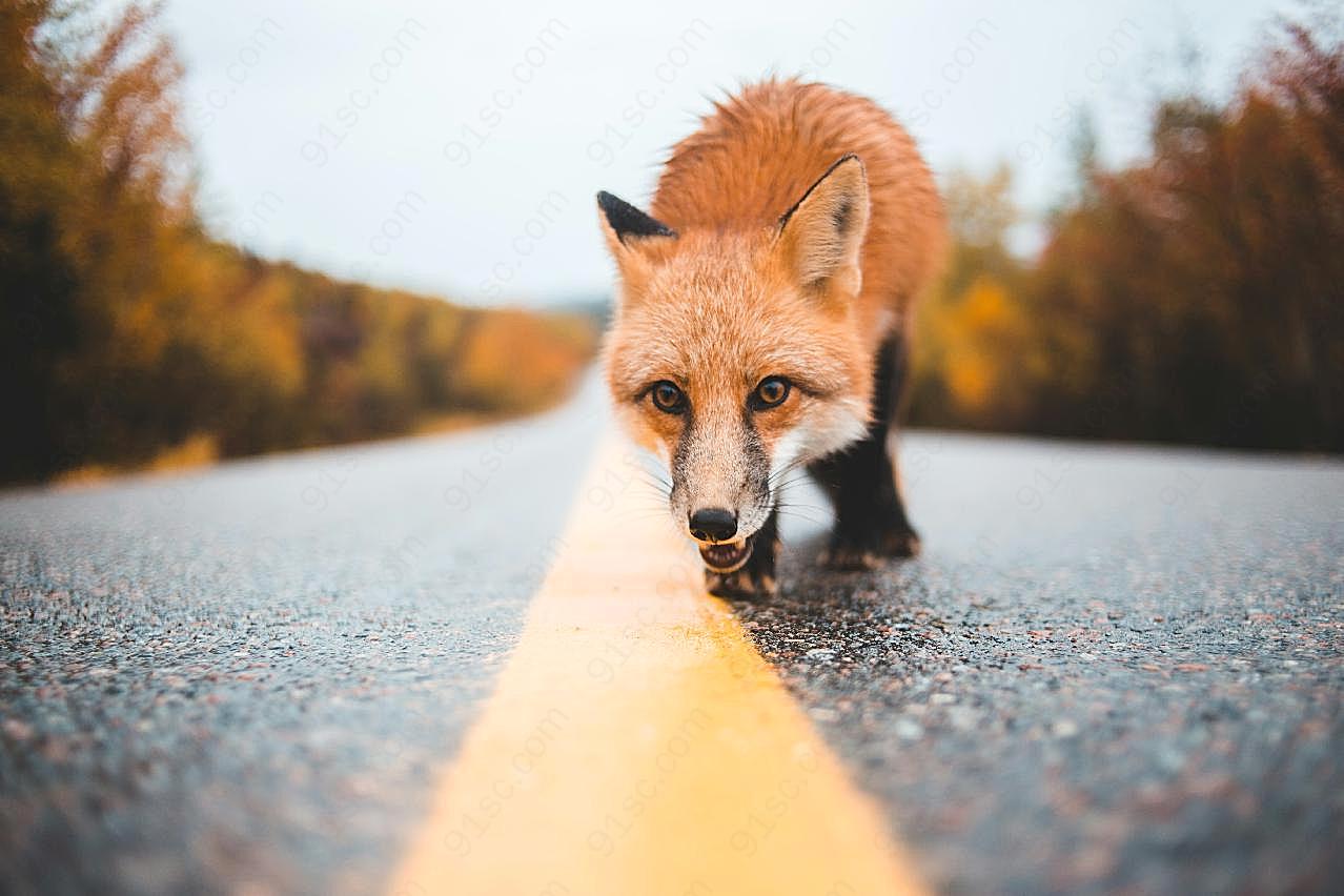 野生可爱红狐狸图片动物图片