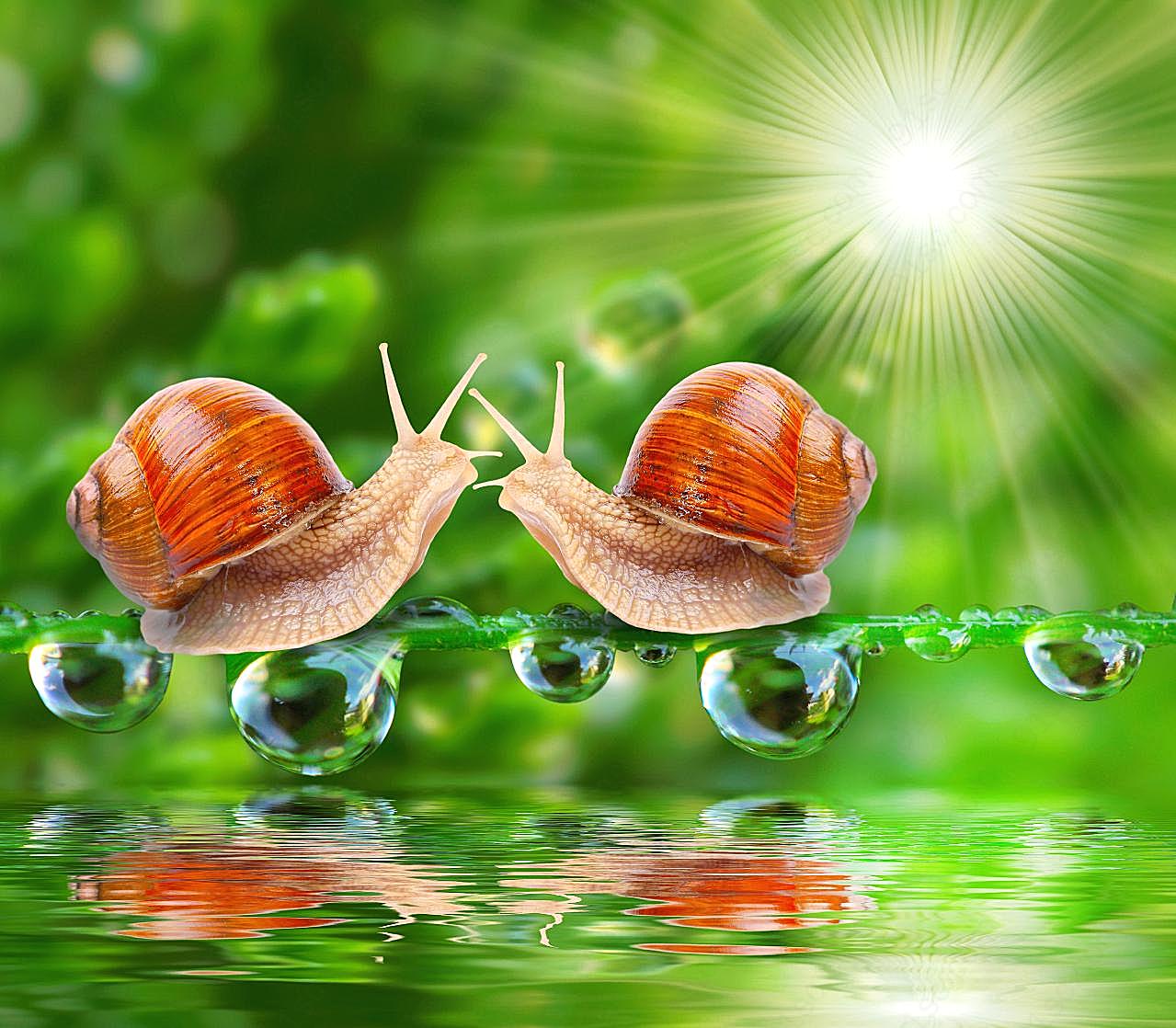 可爱小蜗牛图片下载高清生物