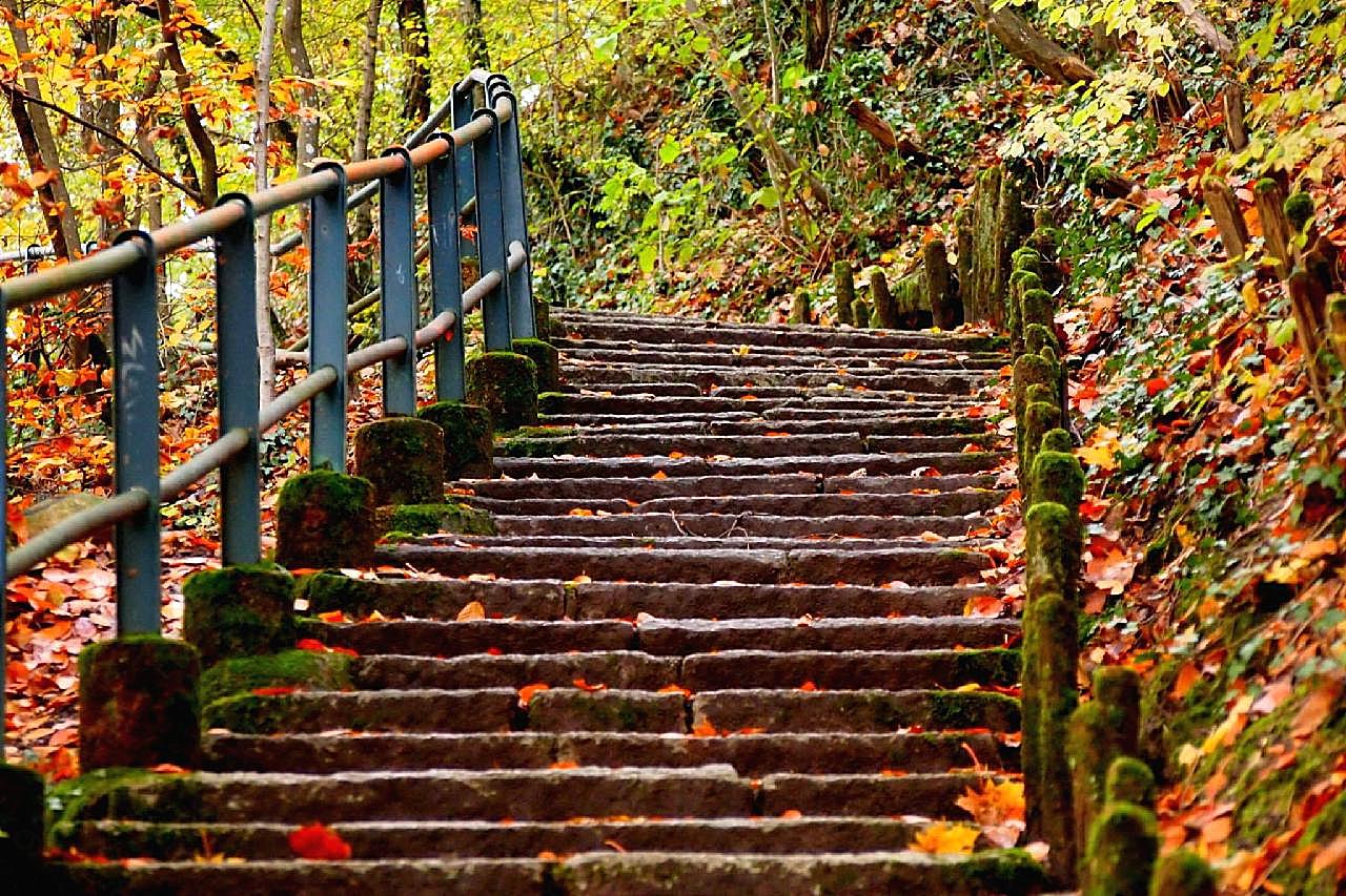 秋天森林公园石阶图片高清