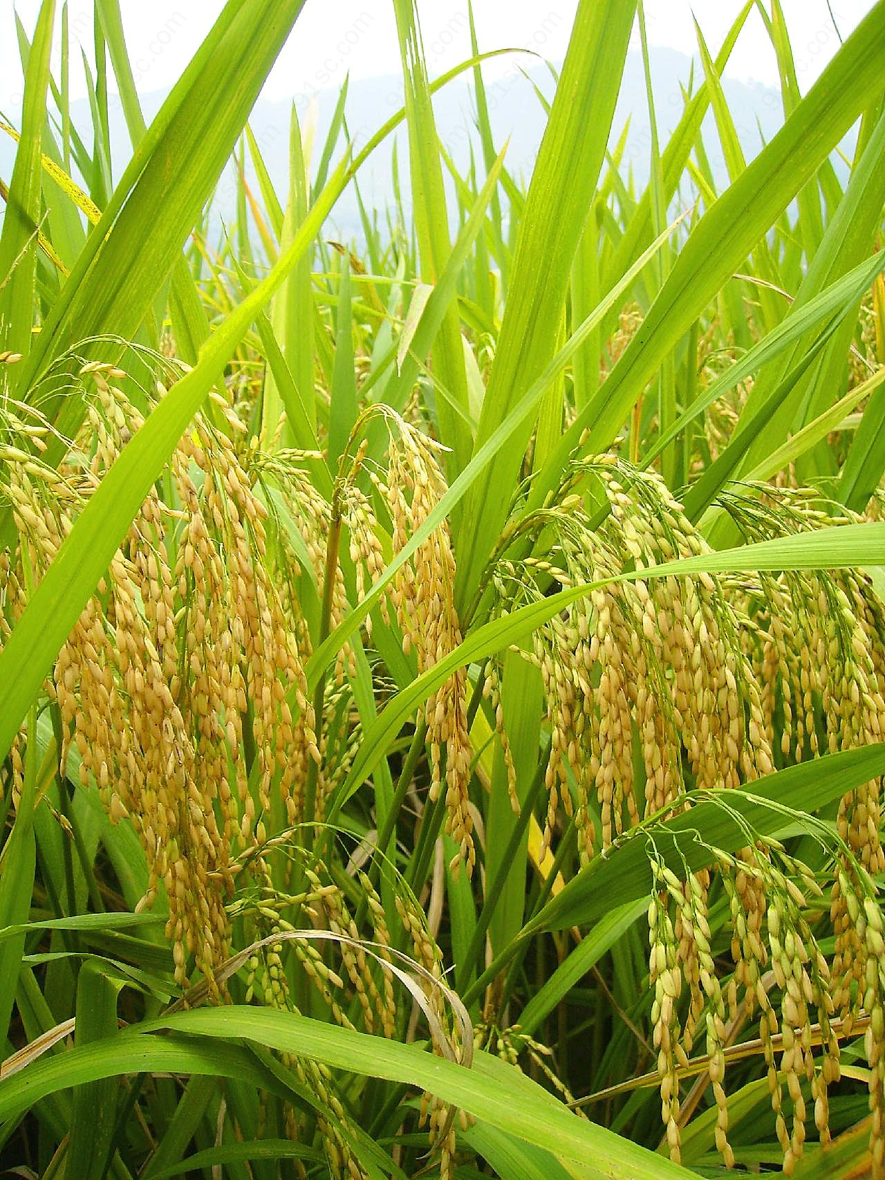水稻丰收素材图片五谷杂粮
