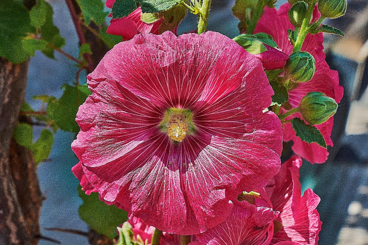 花园木槿花图片高清摄影