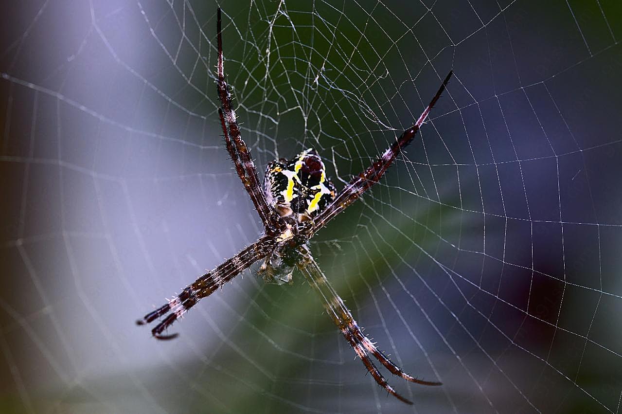 蜘蛛网上知网蜘蛛图片摄影