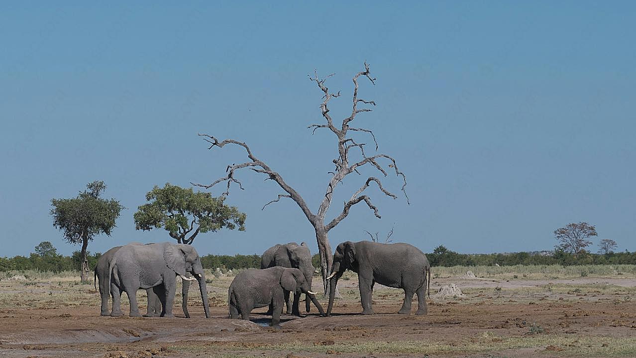 户外野生大象群图片动物图片