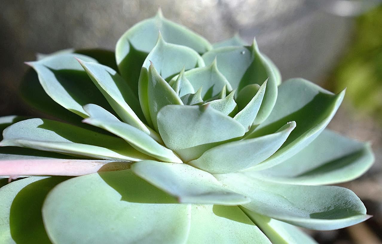 厚脸皮植物图片花草图片