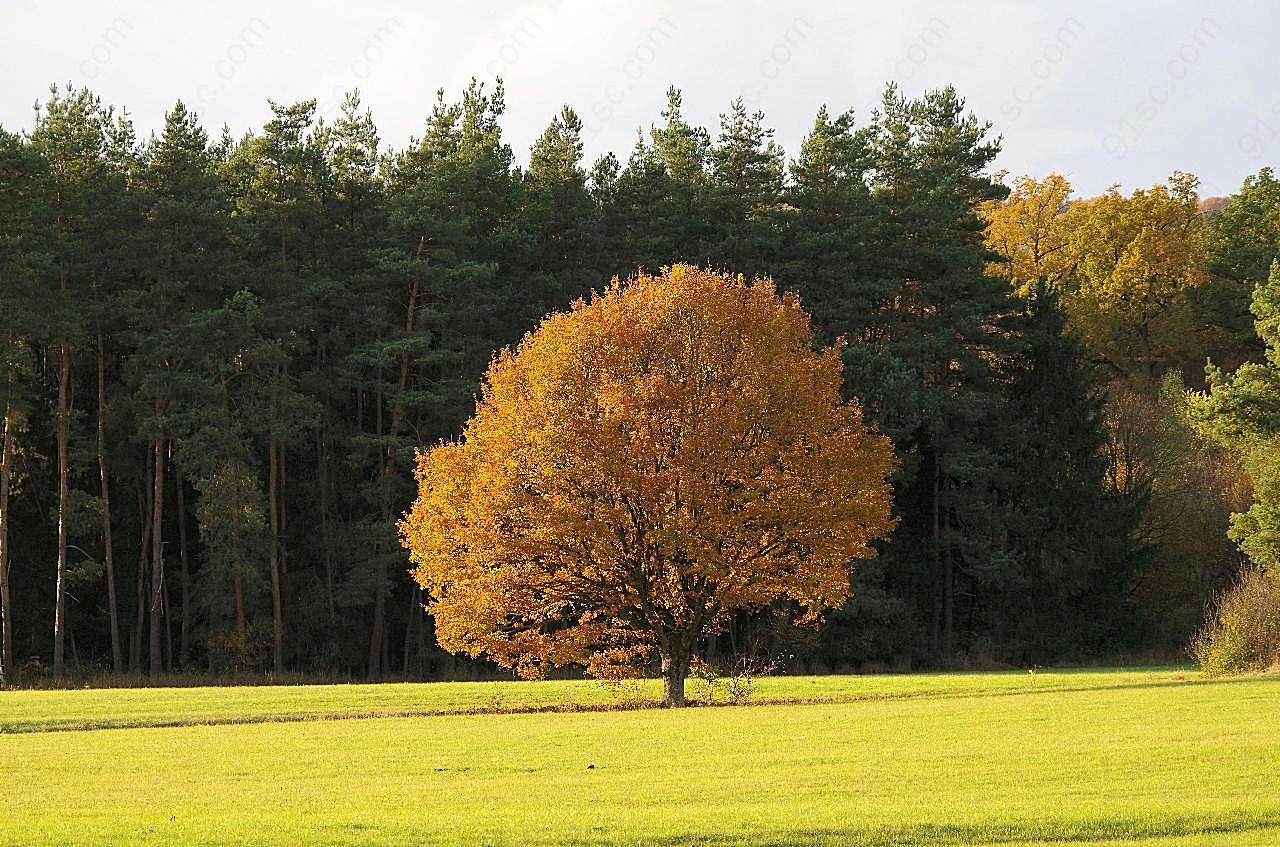 野外秋季树木图片树林