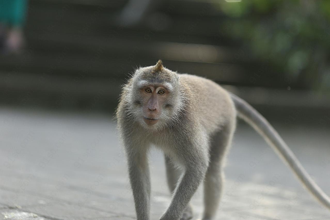 长尾巴小猴子图片摄影高清