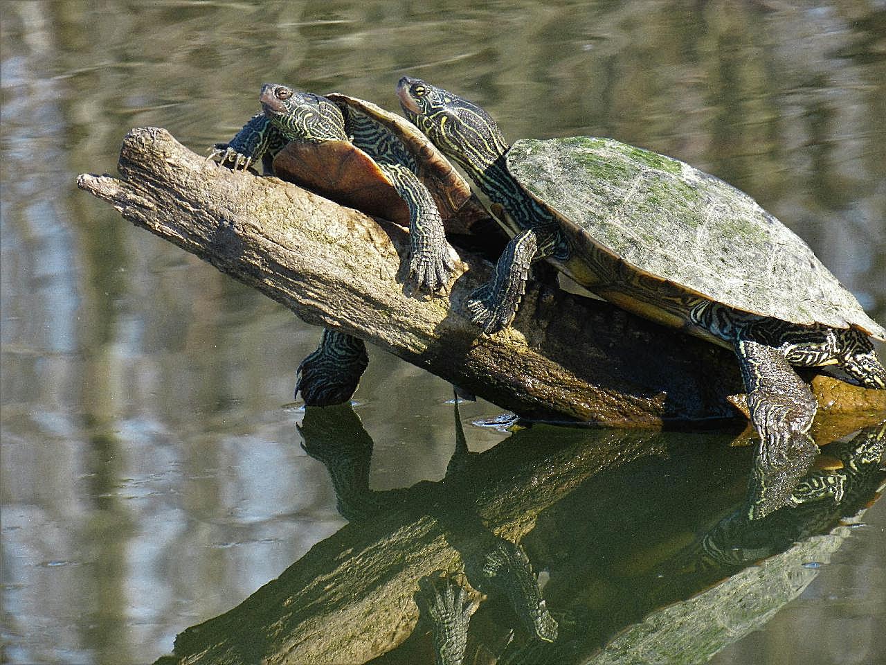 两只小乌龟休憩图片高清摄影